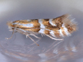 Phyllonorycter hilarella